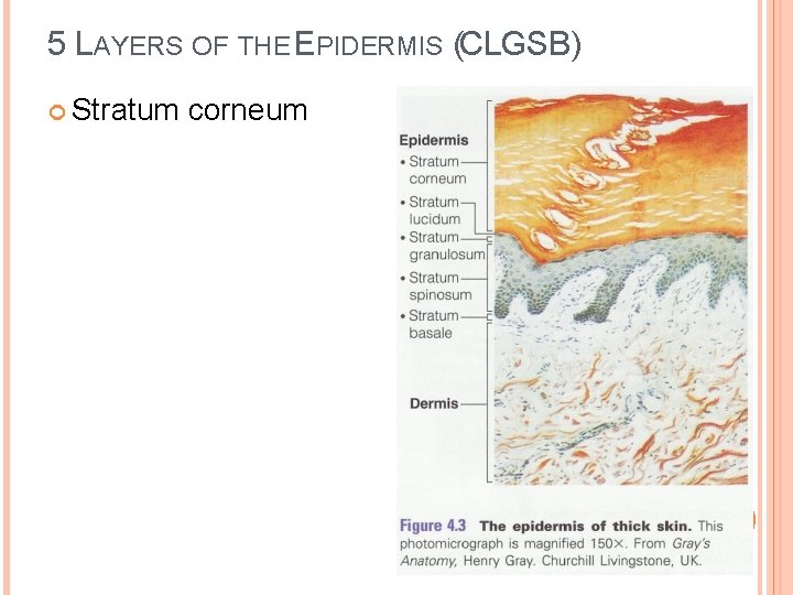 5 LAYERS OF THE EPIDERMIS (CLGSB) Stratum corneum 
