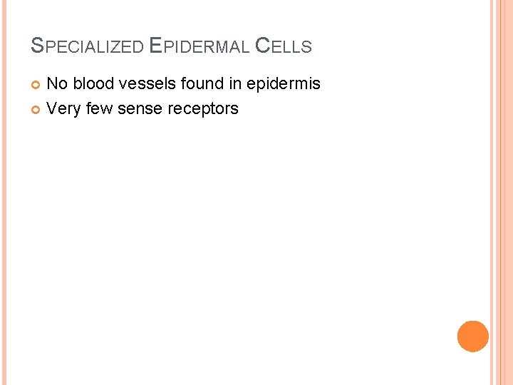 SPECIALIZED EPIDERMAL CELLS No blood vessels found in epidermis Very few sense receptors 
