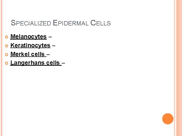 SPECIALIZED EPIDERMAL CELLS Melanocytes – Keratinocytes – Merkel cells – Langerhans cells – 
