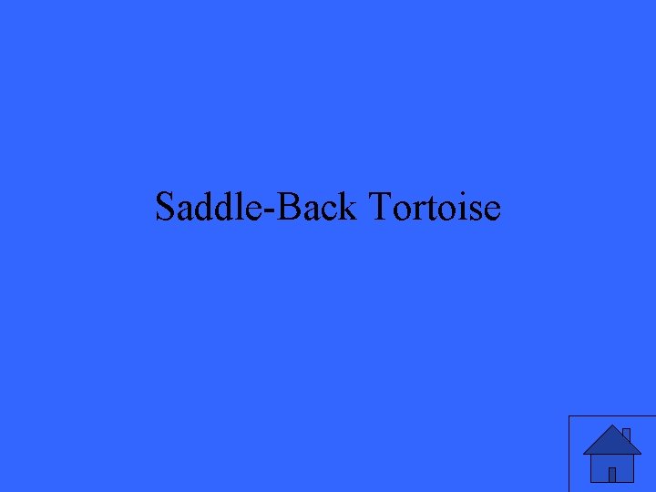 Saddle-Back Tortoise 