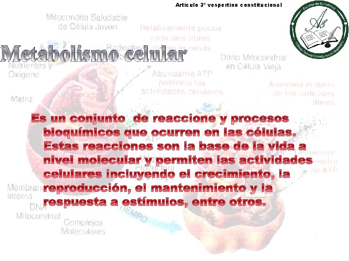 Articulo 3º vespertino constitucional Metabolismo celular 