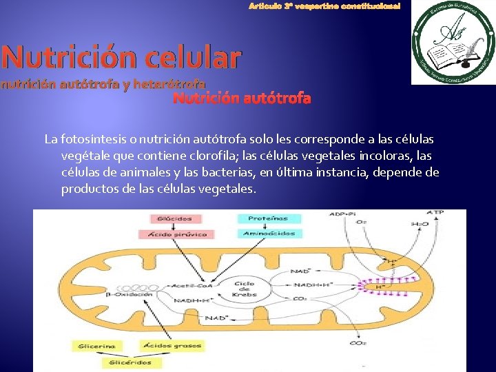 Articulo 3º vespertino constitucional Nutrición celular nutrición autótrofa y heterótrofa Nutrición autótrofa La fotosíntesis