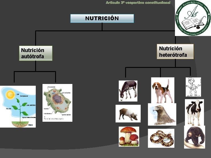 Articulo 3º vespertino constitucional NUTRICIÓN Nutrición autótrofa Nutrición heterótrofa 