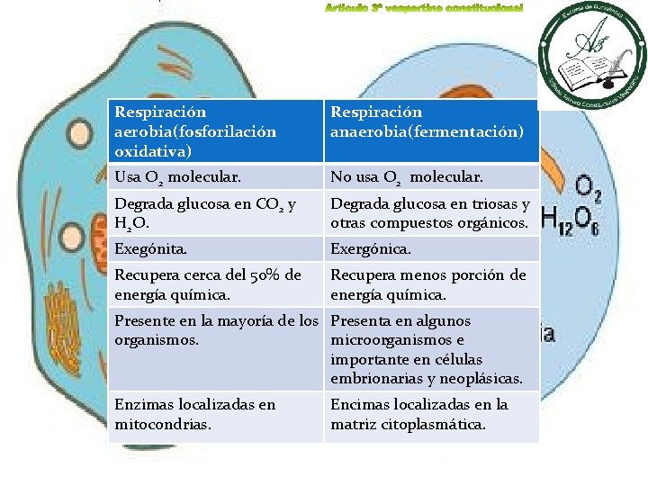 Respiración aerobia(fosforilación oxidativa) Respiración anaerobia(fermentación) Usa O 2 molecular. No usa O 2 molecular.