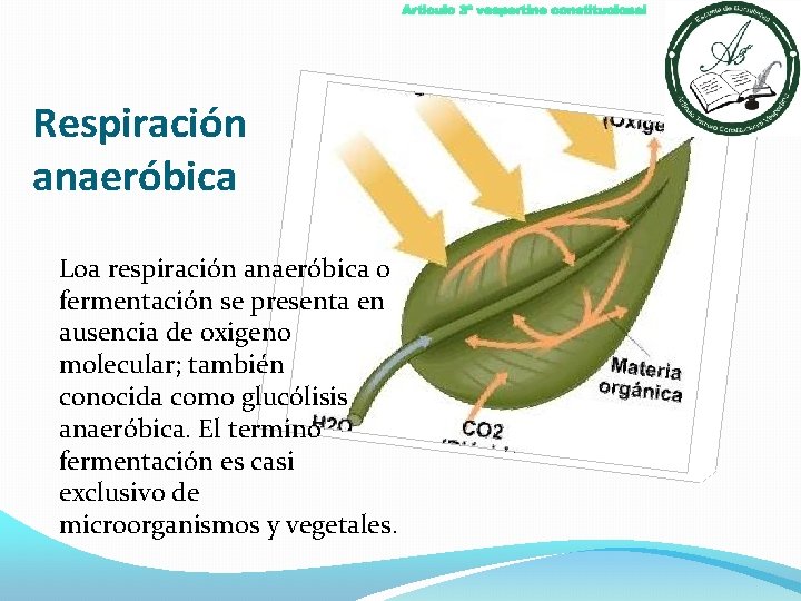 Articulo 3º vespertino constitucional Respiración anaeróbica Loa respiración anaeróbica o fermentación se presenta en