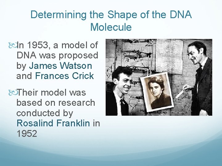 Determining the Shape of the DNA Molecule In 1953, a model of DNA was
