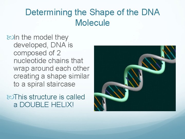 Determining the Shape of the DNA Molecule In the model they developed, DNA is