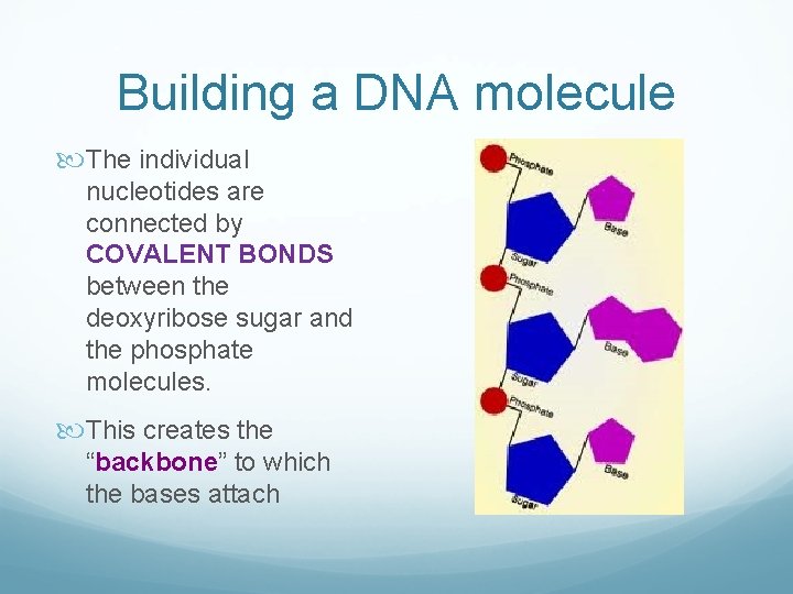 Building a DNA molecule The individual nucleotides are connected by COVALENT BONDS between the