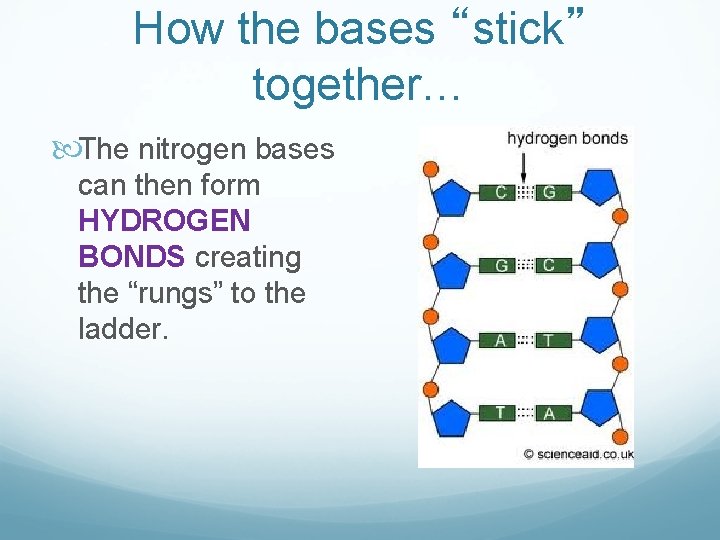 How the bases “stick” together… The nitrogen bases can then form HYDROGEN BONDS creating