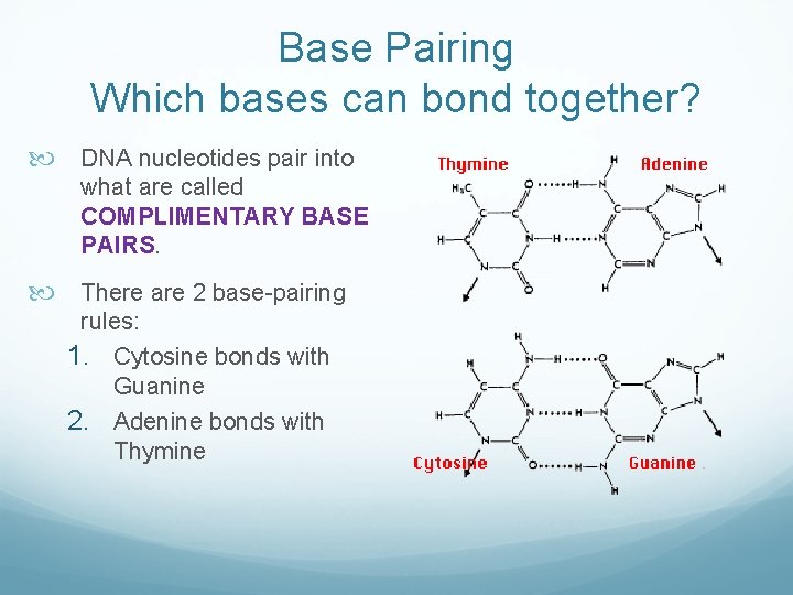 Base Pairing Which bases can bond together? DNA nucleotides pair into what are called