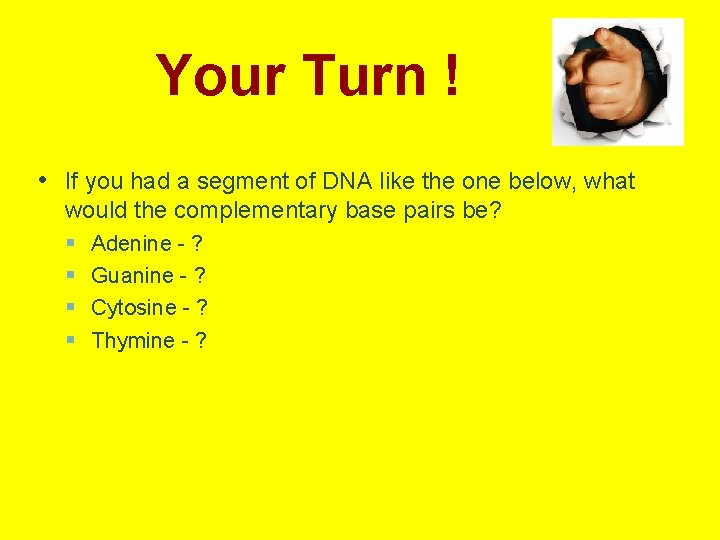 Your Turn ! • If you had a segment of DNA like the one