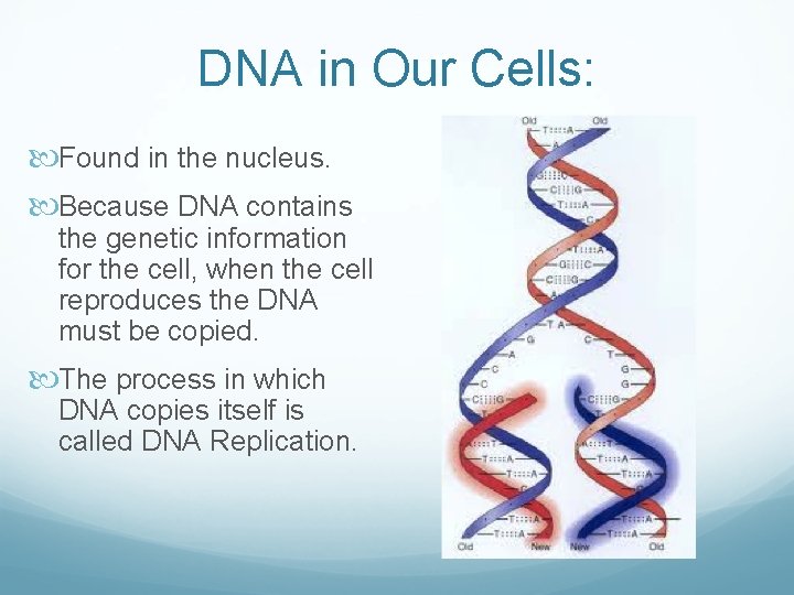 DNA in Our Cells: Found in the nucleus. Because DNA contains the genetic information