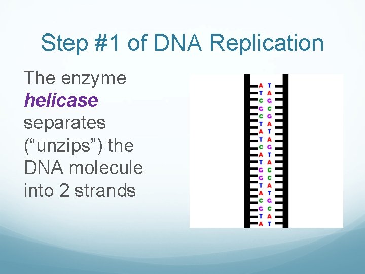 Step #1 of DNA Replication The enzyme helicase separates (“unzips”) the DNA molecule into