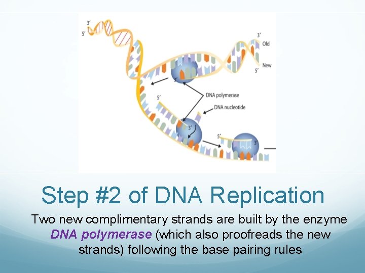 Step #2 of DNA Replication Two new complimentary strands are built by the enzyme