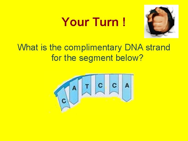 Your Turn ! What is the complimentary DNA strand for the segment below? 