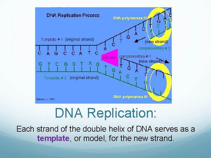 DNA Replication: Each strand of the double helix of DNA serves as a template,