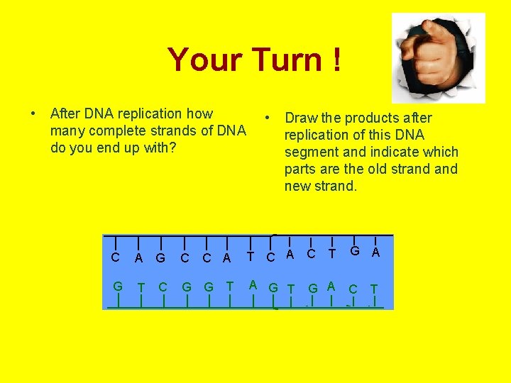 Your Turn ! • After DNA replication how many complete strands of DNA do