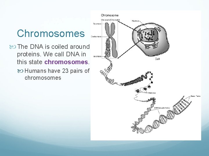 Chromosomes The DNA is coiled around proteins. We call DNA in this state chromosomes.