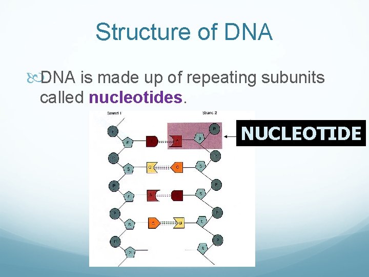 Structure of DNA is made up of repeating subunits called nucleotides. NUCLEOTIDE 