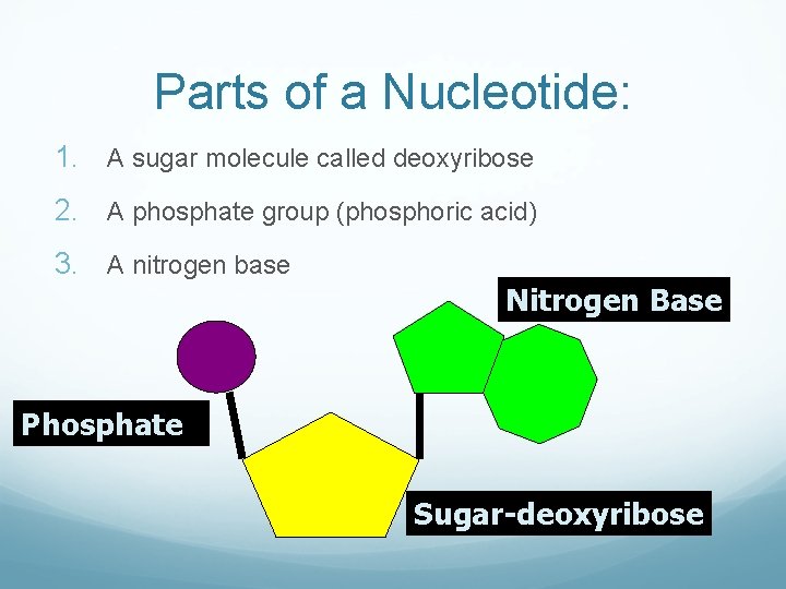 Parts of a Nucleotide: 1. A sugar molecule called deoxyribose 2. A phosphate group