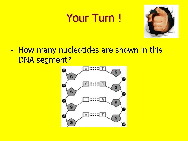 Your Turn ! • How many nucleotides are shown in this DNA segment? 