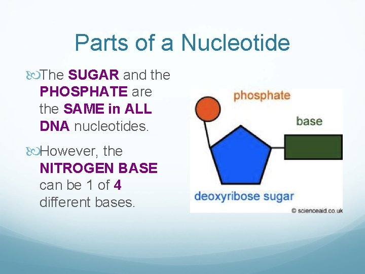 Parts of a Nucleotide The SUGAR and the PHOSPHATE are the SAME in ALL