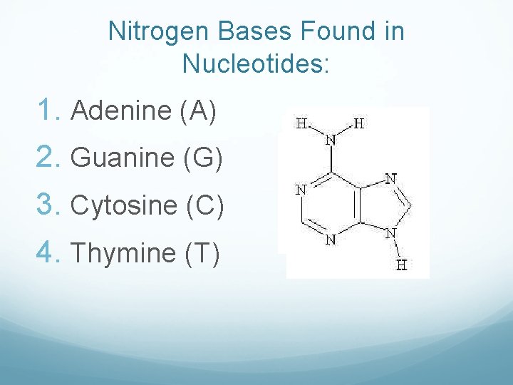 Nitrogen Bases Found in Nucleotides: 1. Adenine (A) 2. Guanine (G) 3. Cytosine (C)