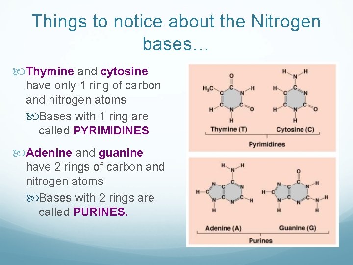Things to notice about the Nitrogen bases… Thymine and cytosine have only 1 ring