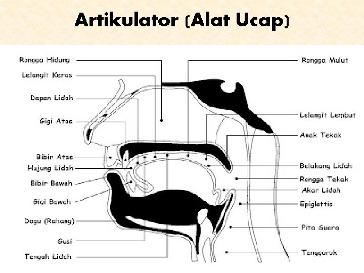 Artikulator (Alat Ucap) 