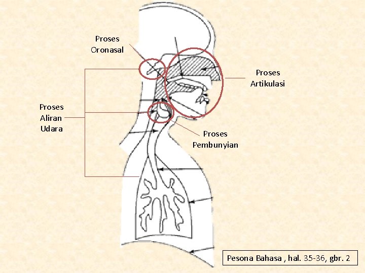 Proses Oronasal Proses Artikulasi Proses Aliran Udara Proses Pembunyian Pesona Bahasa , hal. 35
