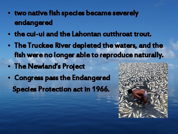  • two native fish species became severely endangered • the cui-ui and the