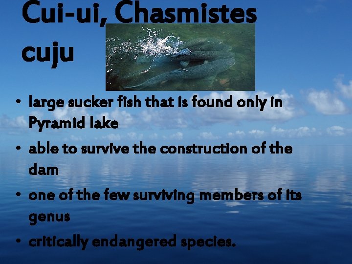 Cui-ui, Chasmistes cuju • large sucker fish that is found only in Pyramid lake