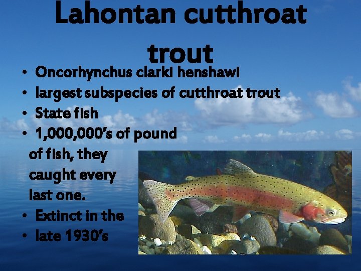 Lahontan cutthroat trout • Oncorhynchus clarki henshawi • largest subspecies of cutthroat trout •