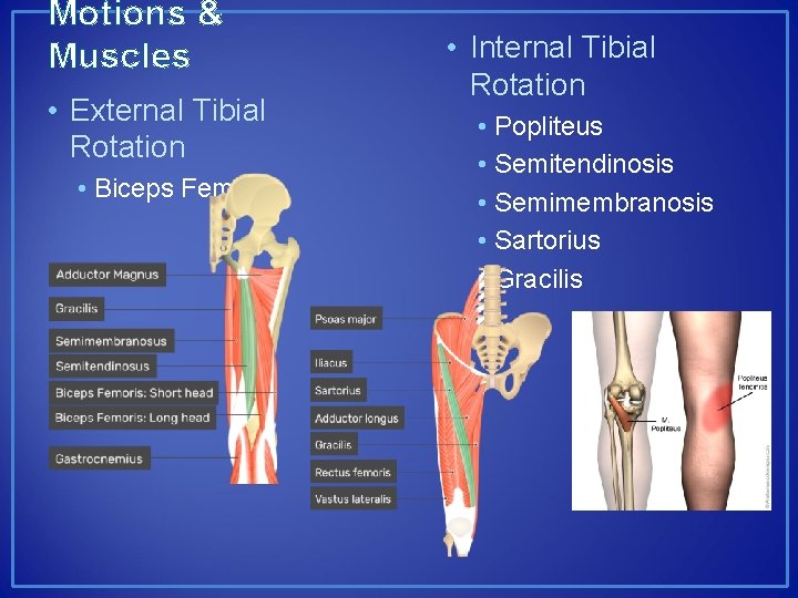 Motions & Muscles • External Tibial Rotation • Biceps Femoris • Internal Tibial Rotation