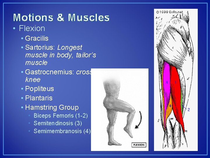 Motions & Muscles • Flexion • Gracilis • Sartorius: Longest muscle in body, tailor’s