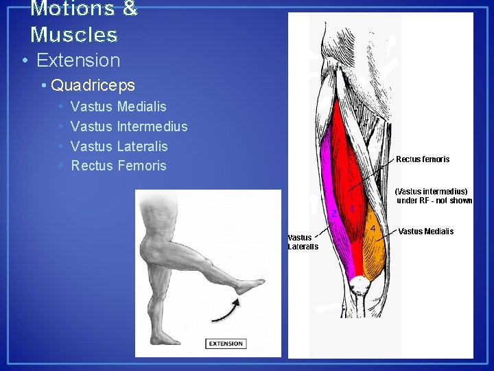 Motions & Muscles • Extension • Quadriceps • • Vastus Medialis Vastus Intermedius Vastus