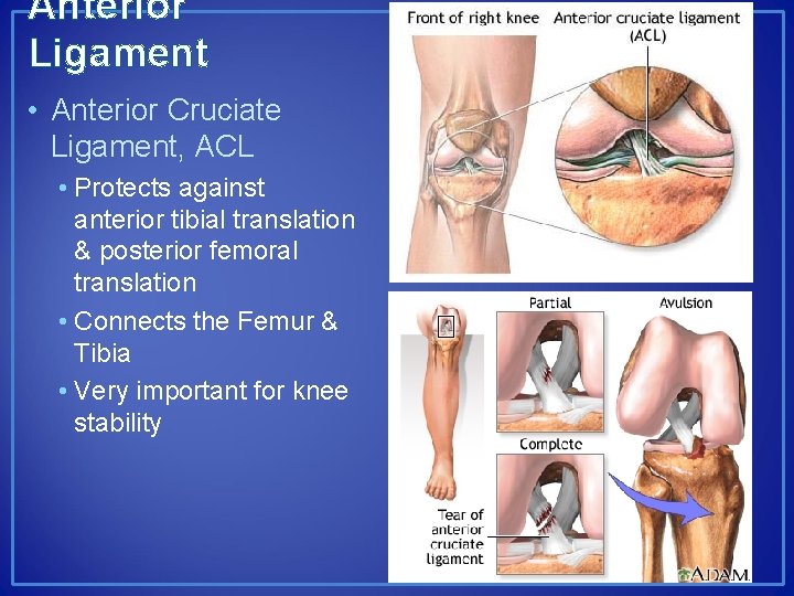Anterior Ligament • Anterior Cruciate Ligament, ACL • Protects against anterior tibial translation &