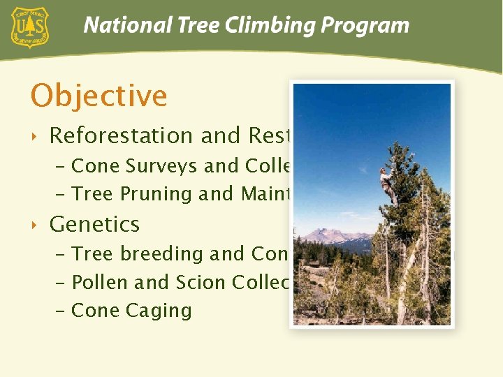 Objective ‣ Reforestation and Restoration – Cone Surveys and Collection – Tree Pruning and