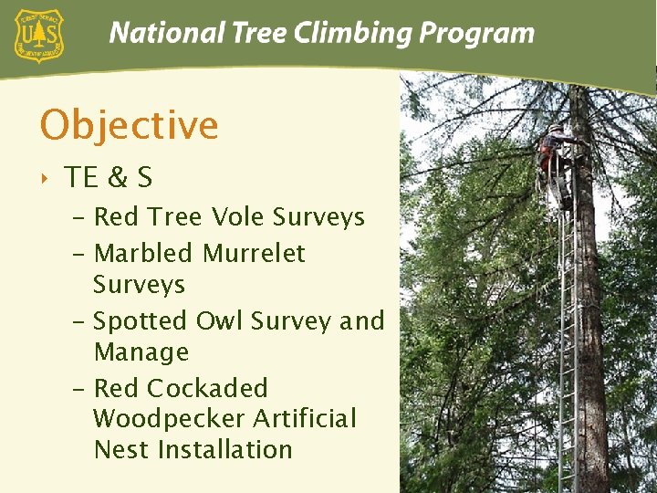 Objective ‣ TE & S – Red Tree Vole Surveys – Marbled Murrelet Surveys