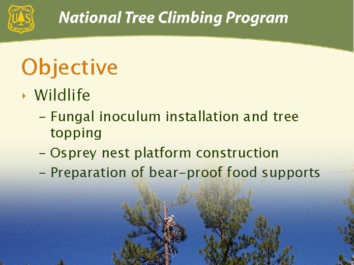 Objective ‣ Wildlife – Fungal inoculum installation and tree topping – Osprey nest platform