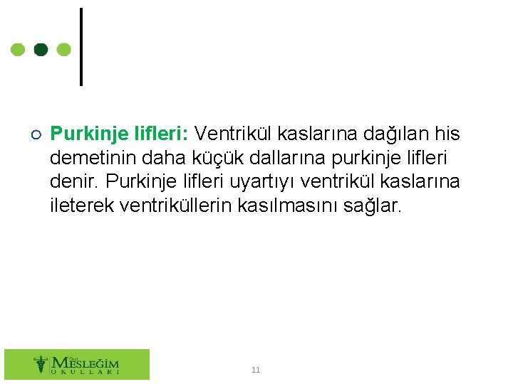 ○ Purkinje lifleri: Ventrikül kaslarına dağılan his demetinin daha küçük dallarına purkinje lifleri denir.