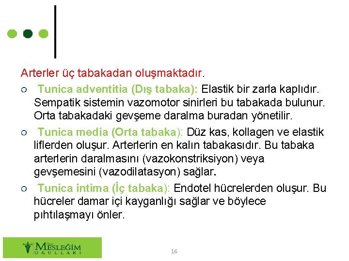 Arterler üç tabakadan oluşmaktadır. ○ Tunica adventitia (Dış tabaka): Elastik bir zarla kaplıdır. Sempatik