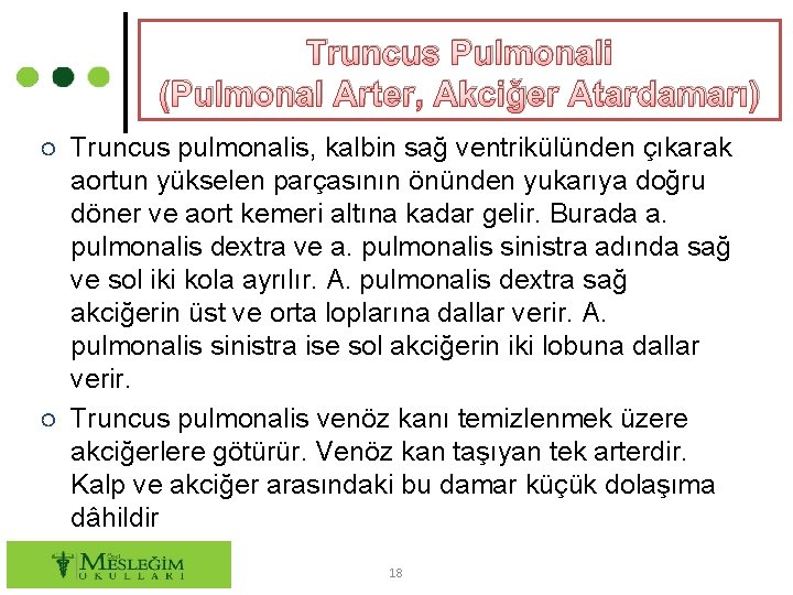Truncus Pulmonali (Pulmonal Arter, Akciğer Atardamarı) ○ Truncus pulmonalis, kalbin sağ ventrikülünden çıkarak aortun