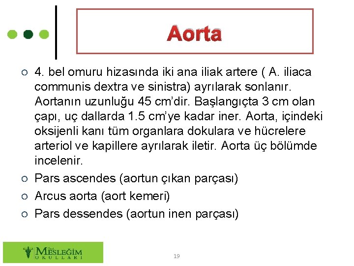 Aorta ○ 4. bel omuru hizasında iki ana iliak artere ( A. iliaca communis