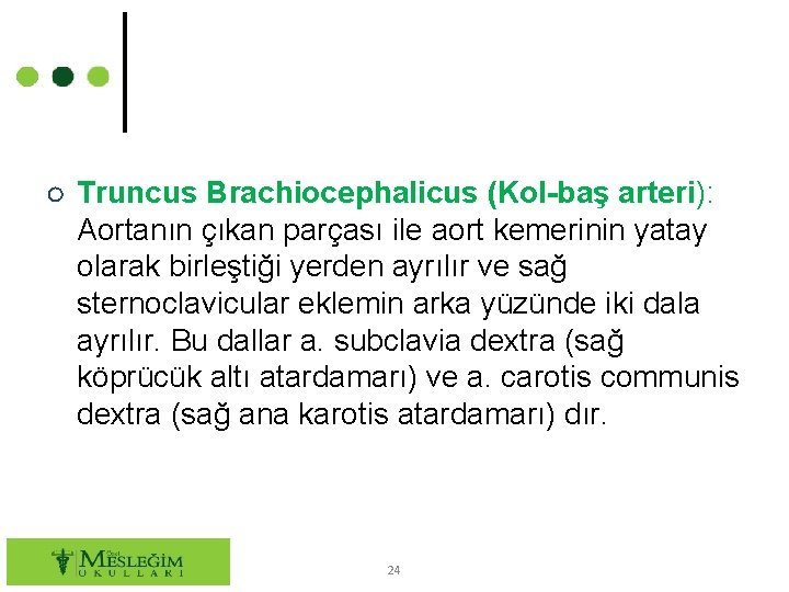 ○ Truncus Brachiocephalicus (Kol-baş arteri): Aortanın çıkan parçası ile aort kemerinin yatay olarak birleştiği