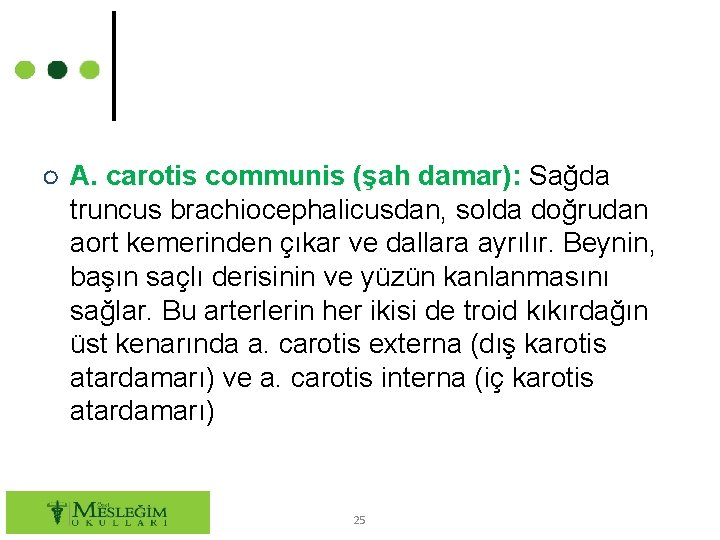 ○ A. carotis communis (şah damar): Sağda truncus brachiocephalicusdan, solda doğrudan aort kemerinden çıkar