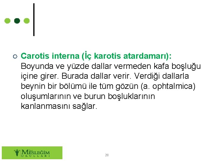 ○ Carotis interna (İç karotis atardamarı): Boyunda ve yüzde dallar vermeden kafa boşluğu içine