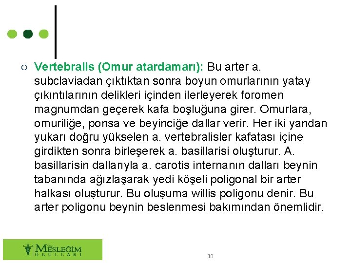 ○ Vertebralis (Omur atardamarı): Bu arter a. subclaviadan çıktıktan sonra boyun omurlarının yatay çıkıntılarının
