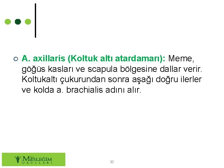 ○ A. axillaris (Koltuk altı atardamarı): Meme, göğüs kasları ve scapula bölgesine dallar verir.