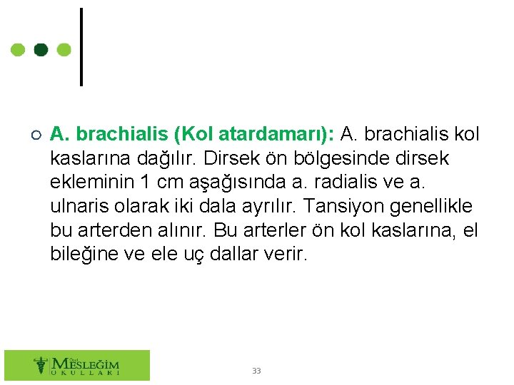 ○ A. brachialis (Kol atardamarı): A. brachialis kol kaslarına dağılır. Dirsek ön bölgesinde dirsek